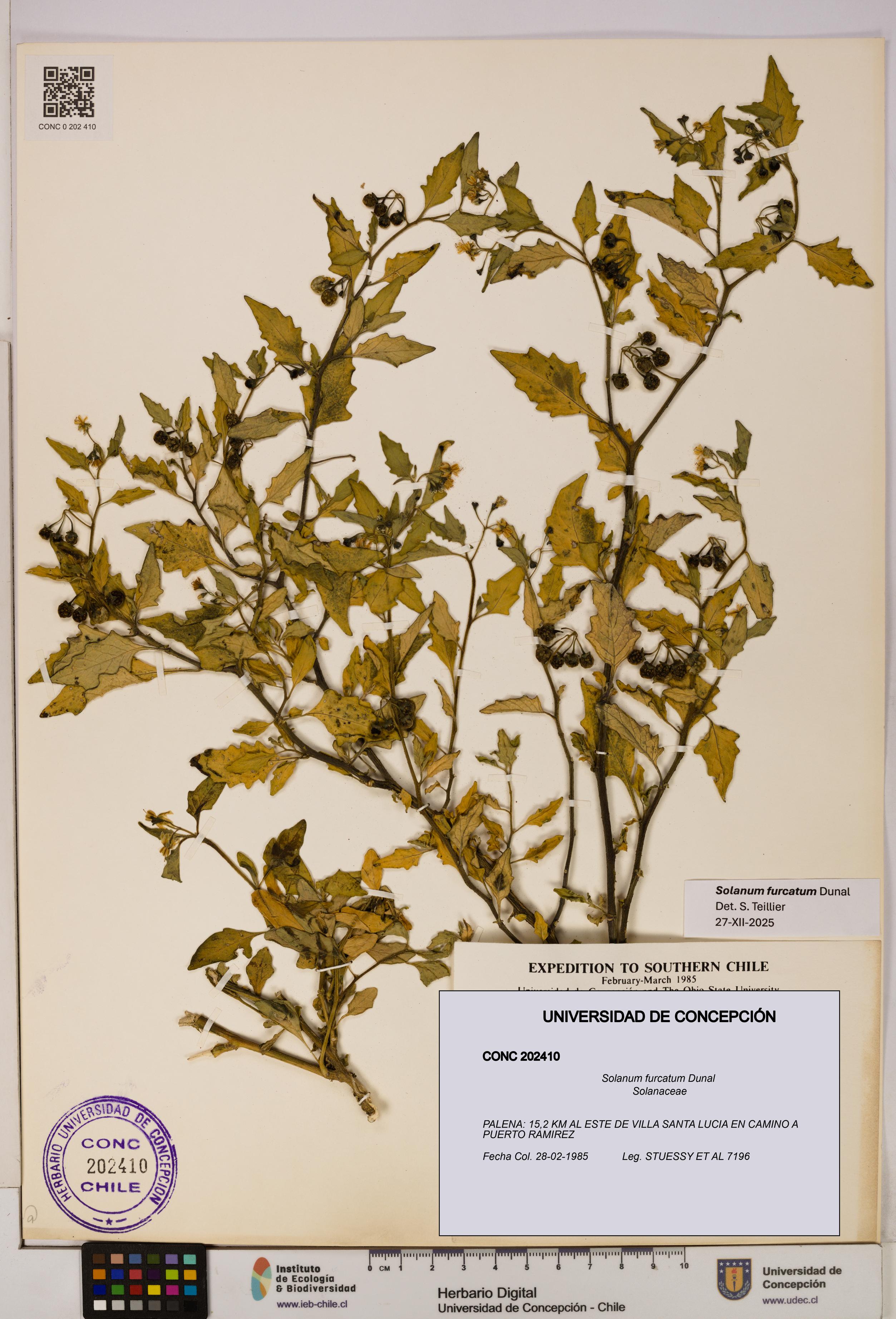 Solanum furcatum [Espécimen: UDEC:CONC:0202410]
