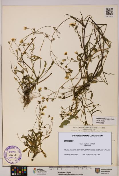 Crepis capillaris [Espécimen: UDEC:CONC:0202411]