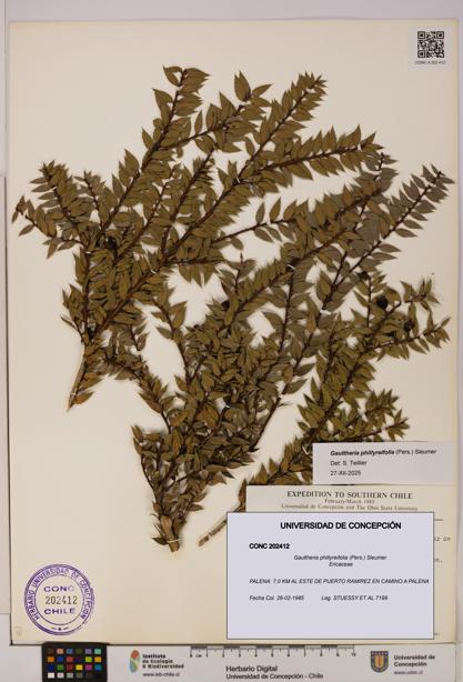 Gaultheria phillyreifolia [Espécimen: UDEC:CONC:0202412]