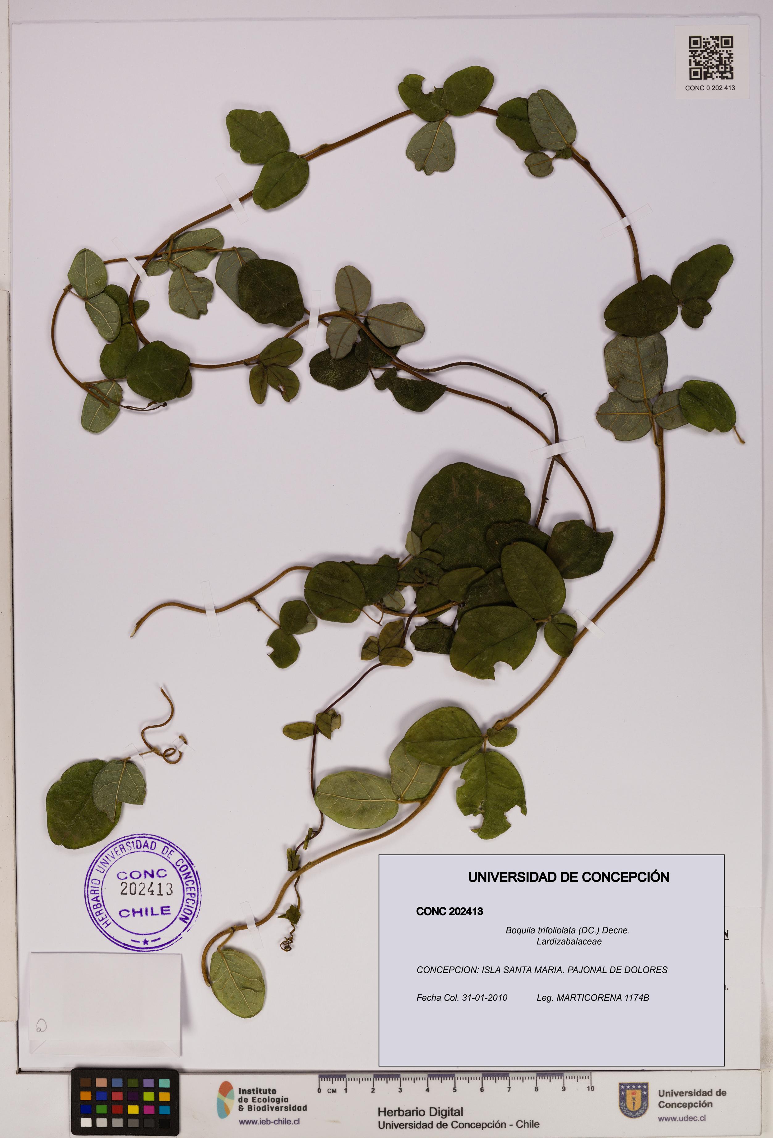 Boquila trifoliolata [Espécimen: UDEC:CONC:0202413]