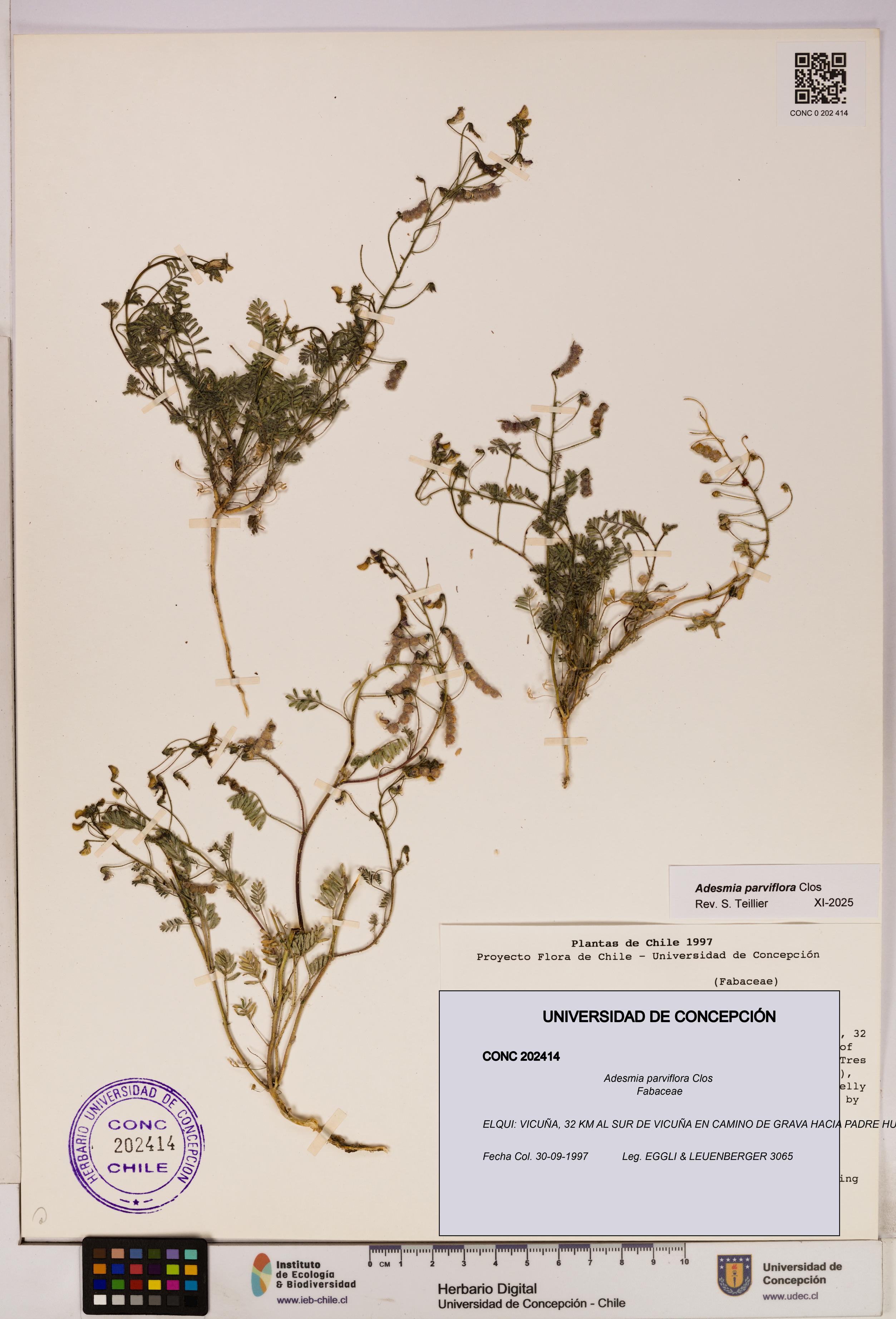Adesmia parviflora [Espécimen: UDEC:CONC:0202414]