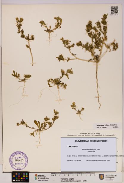 Nolana parviflora [Espécimen: UDEC:CONC:0202415]
