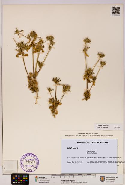 Silene gallica [Espécimen: UDEC:CONC:0202416]