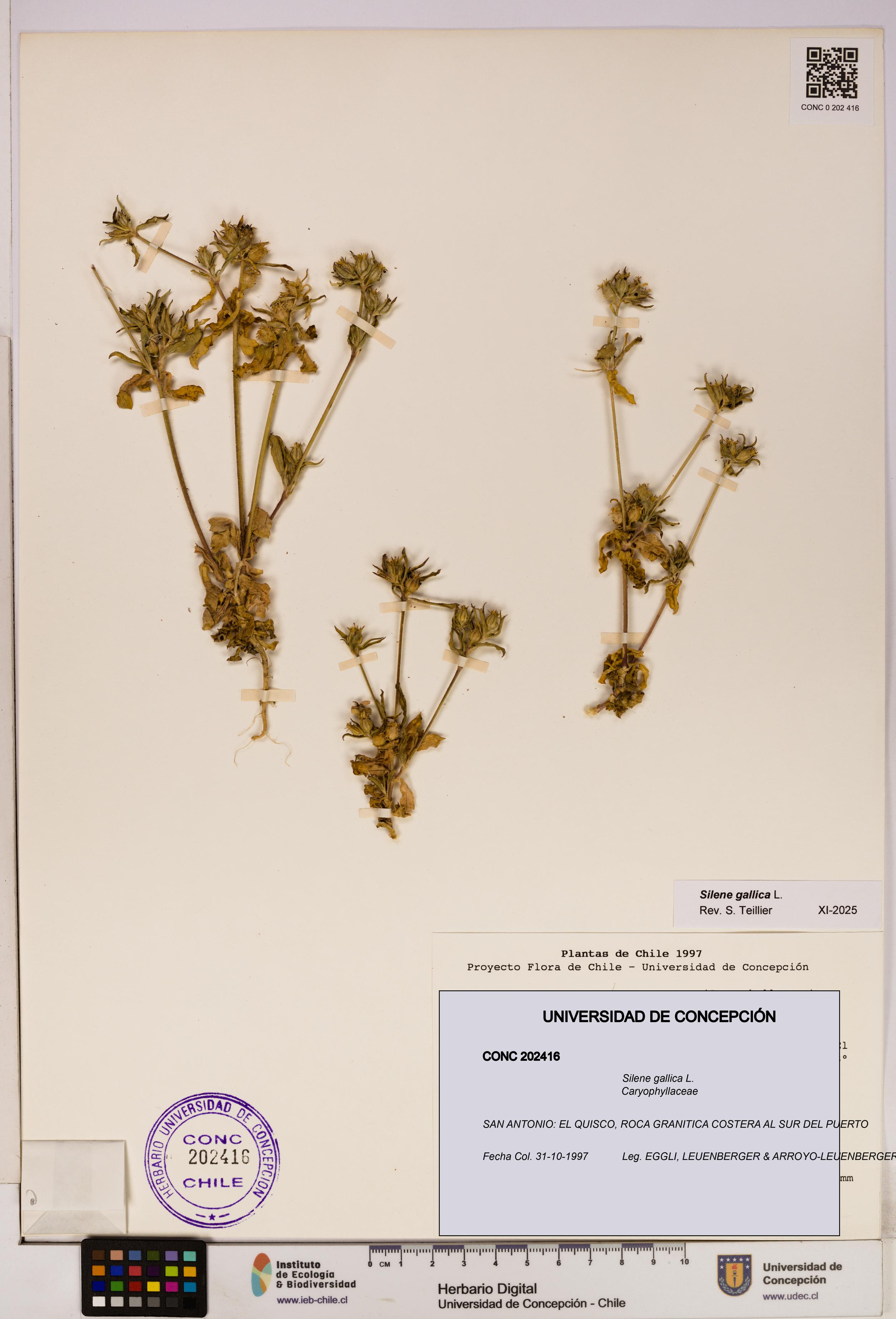 Silene gallica [Espécimen: UDEC:CONC:0202416]