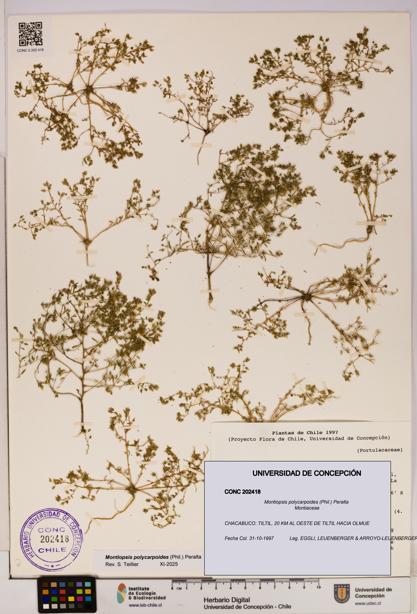 Montiopsis polycarpoides [Espécimen: UDEC:CONC:0202418]