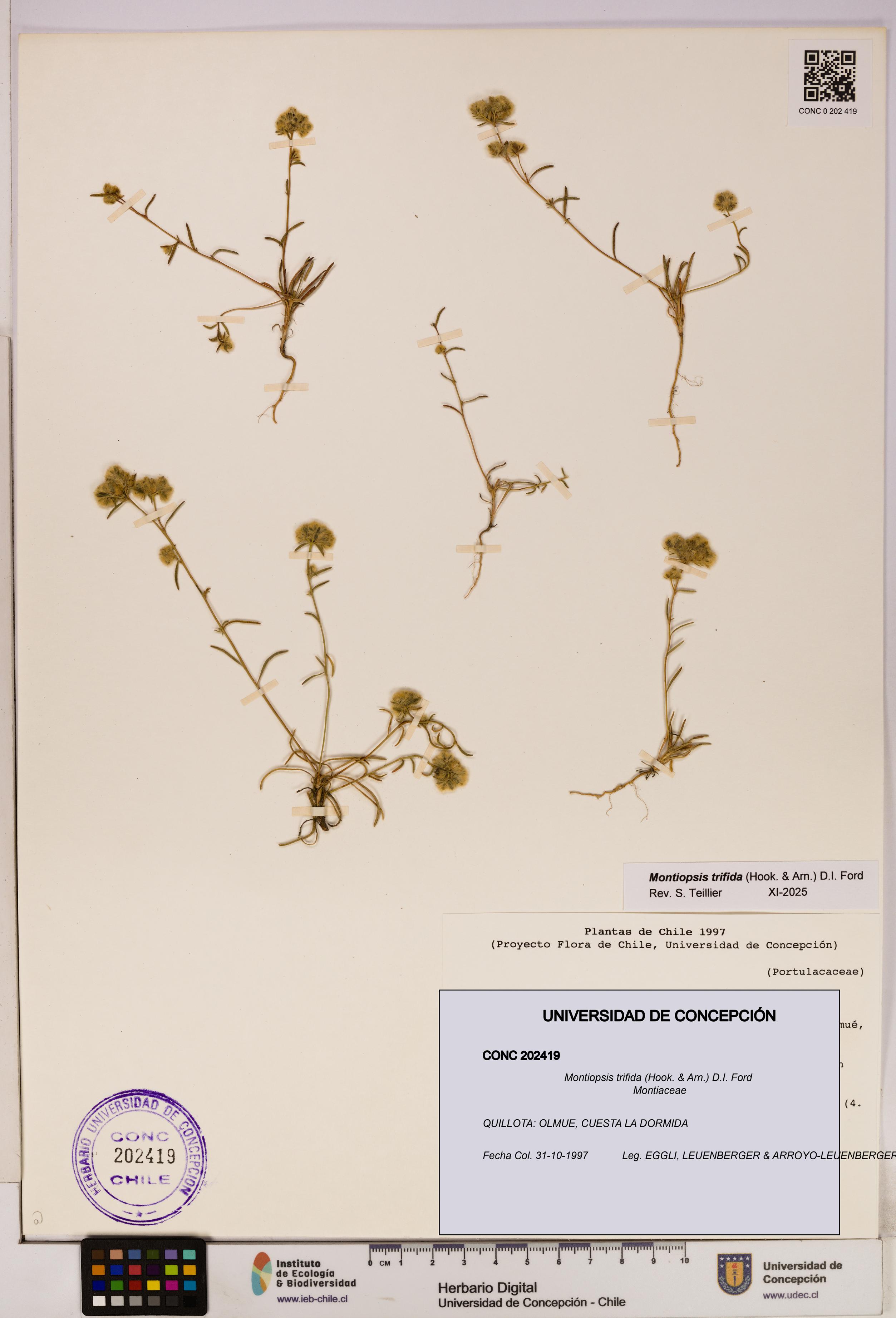 Montiopsis trifida [Espécimen: UDEC:CONC:0202419]
