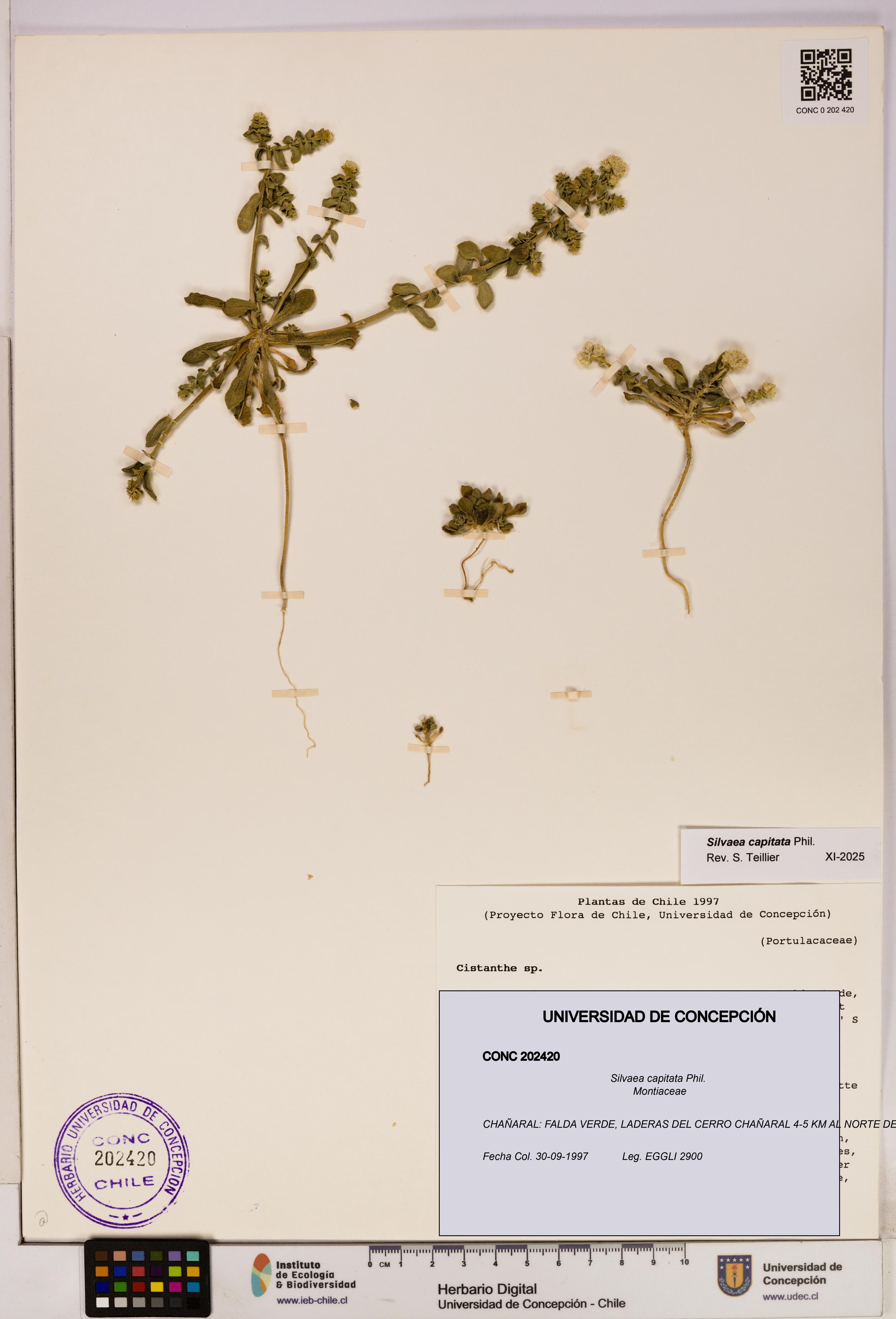 Silvaea capitata [Espécimen: UDEC:CONC:0202420]