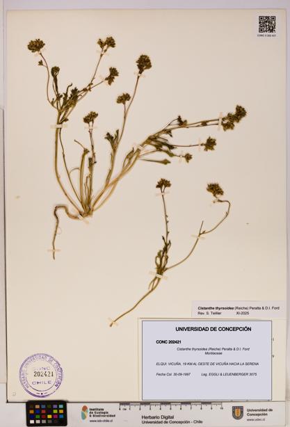 Cistanthe thyrsoidea [Espécimen: UDEC:CONC:0202421]