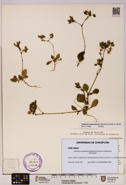Cistanthe coquimbensis [Espécimen: UDEC:CONC:0202422]