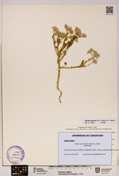 Silvaea calycina [Espécimen: UDEC:CONC:0202423]