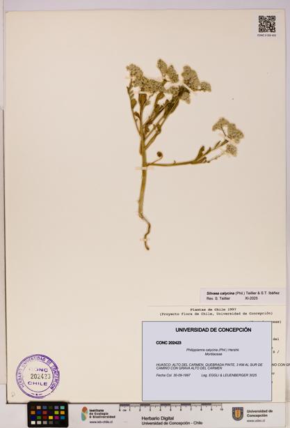 Philippiamra calycina [Espécimen: ]