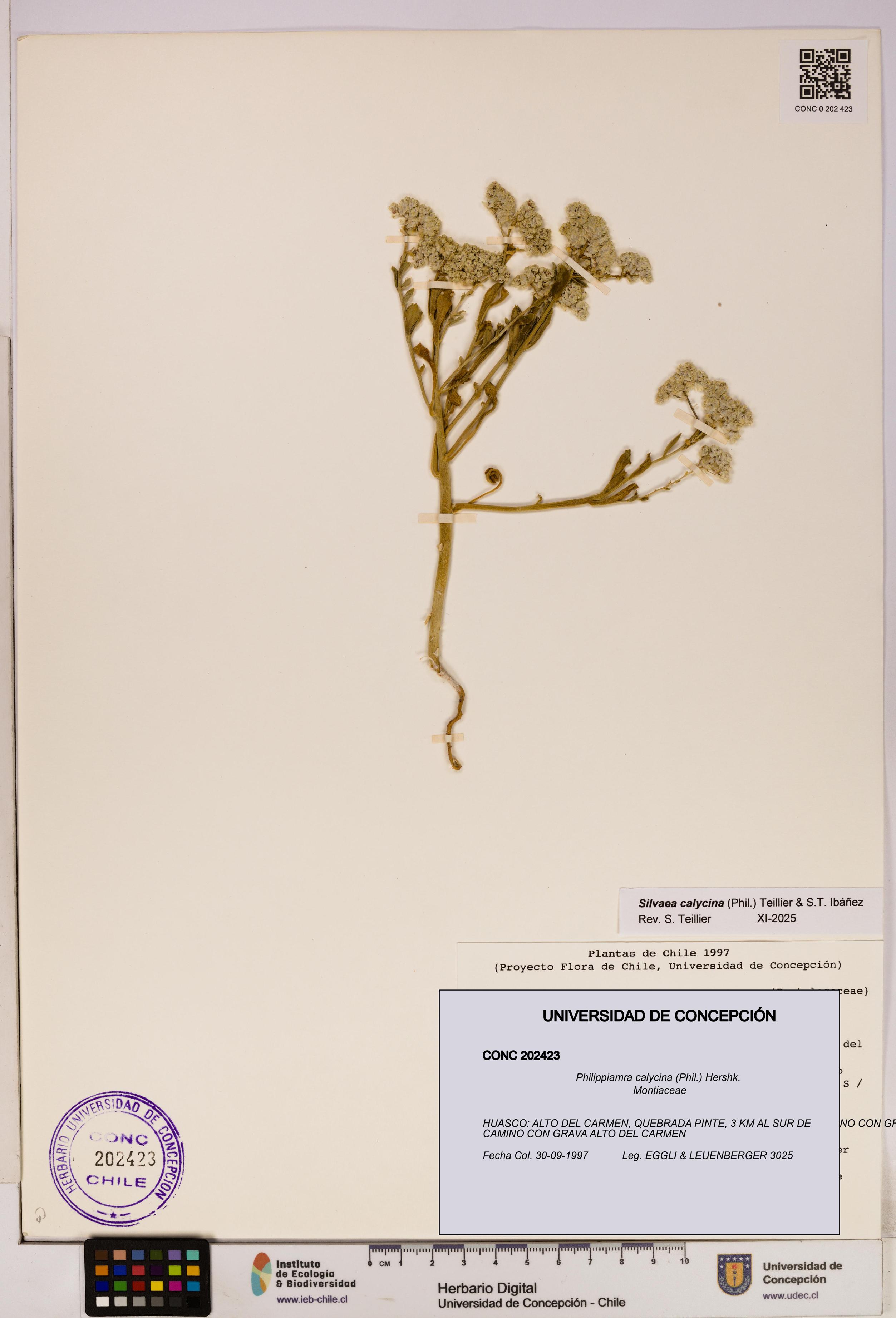 Philippiamra calycina [Espécimen: ]