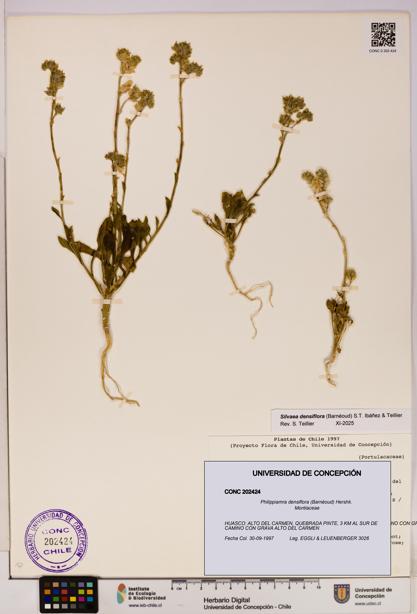Philippiamra densiflora [Espécimen: ]
