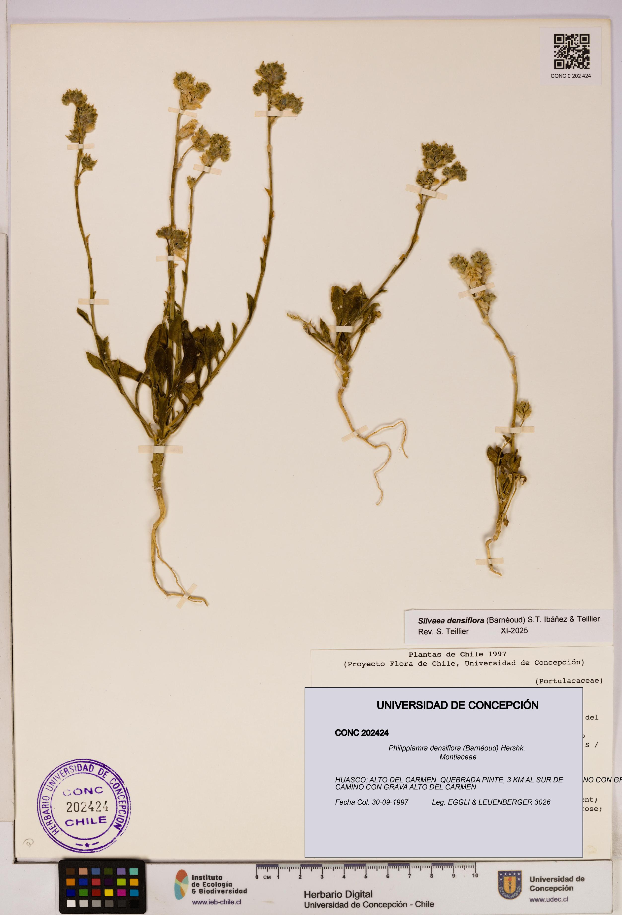 Philippiamra densiflora [Espécimen: ]
