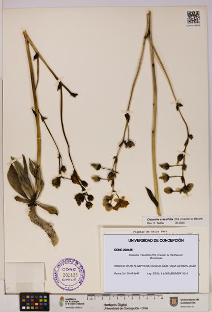 Cistanthe crassifolia [Espécimen: UDEC:CONC:0202425]