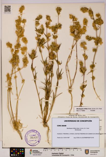 Montiopsis trifida [Espécimen: UDEC:CONC:0202426]