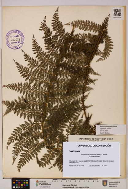 Polystichum multifidum [Espécimen: UDEC:CONC:0202428]