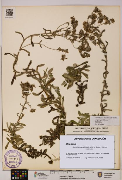 Gamochaeta simplicicaulis [Espécimen: UDEC:CONC:0202429]