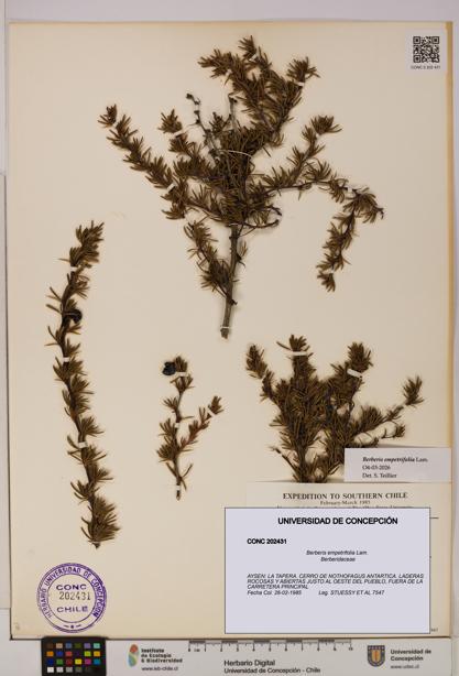 Berberis empetrifolia [Espécimen: UDEC:CONC:0202431]