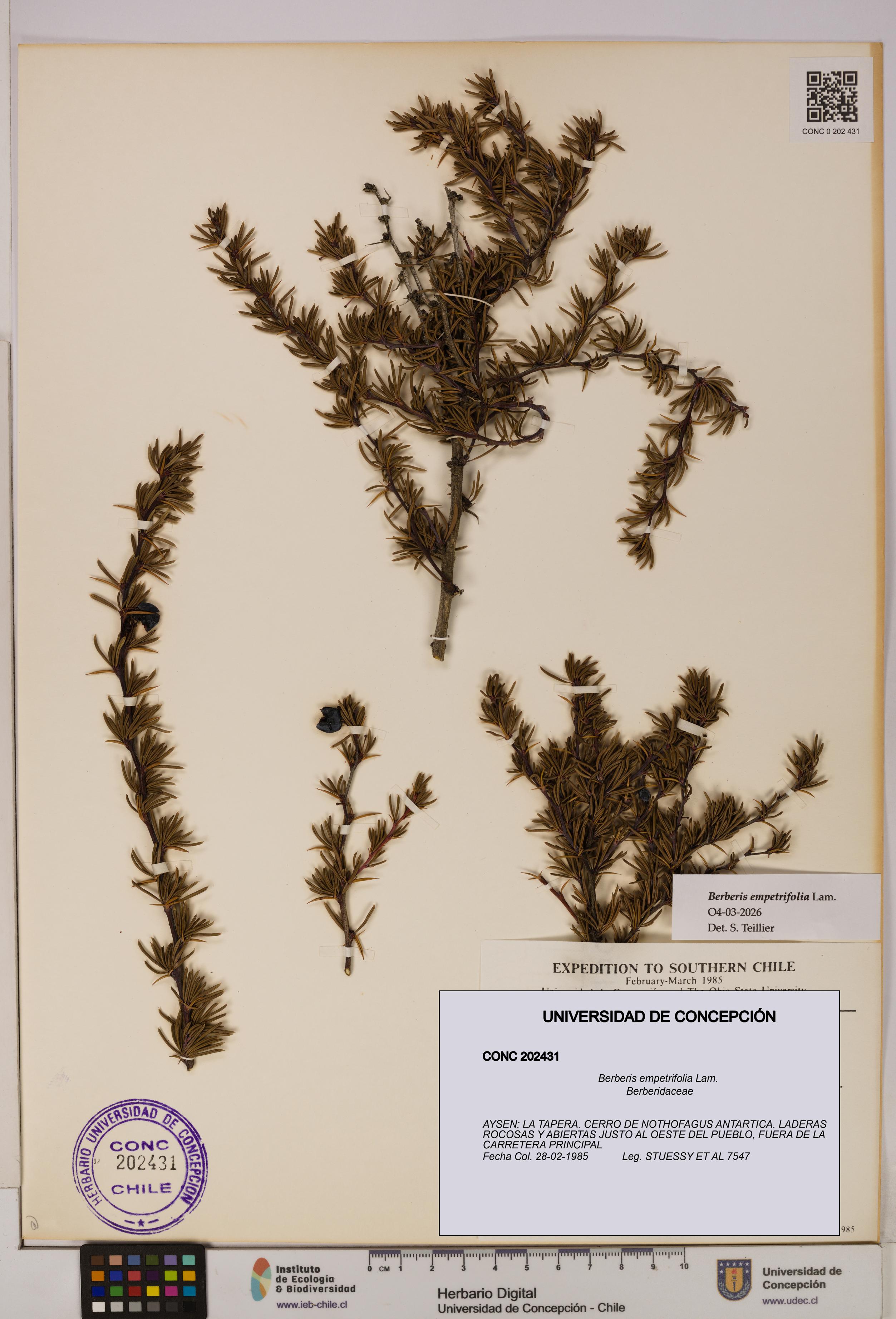 Berberis empetrifolia [Espécimen: UDEC:CONC:0202431]