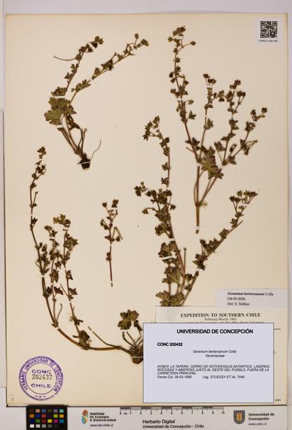 Geranium berteroanum [Espécimen: UDEC:CONC:0202432]