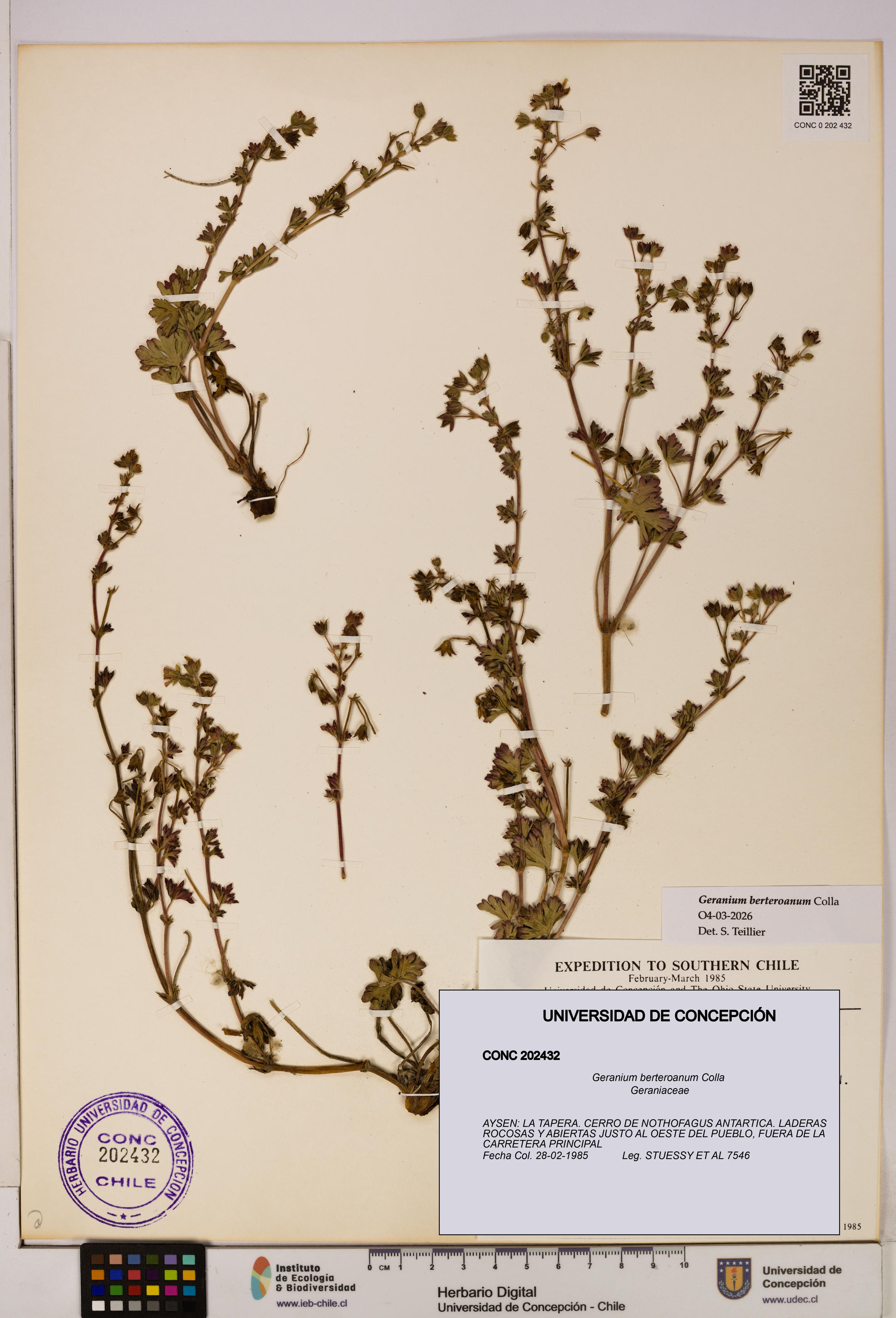 Geranium berteroanum [Espécimen: UDEC:CONC:0202432]