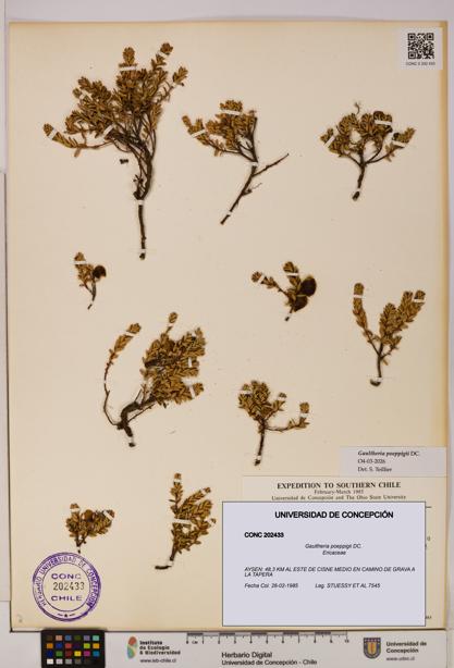 Gaultheria poeppigii [Espécimen: UDEC:CONC:0202433]