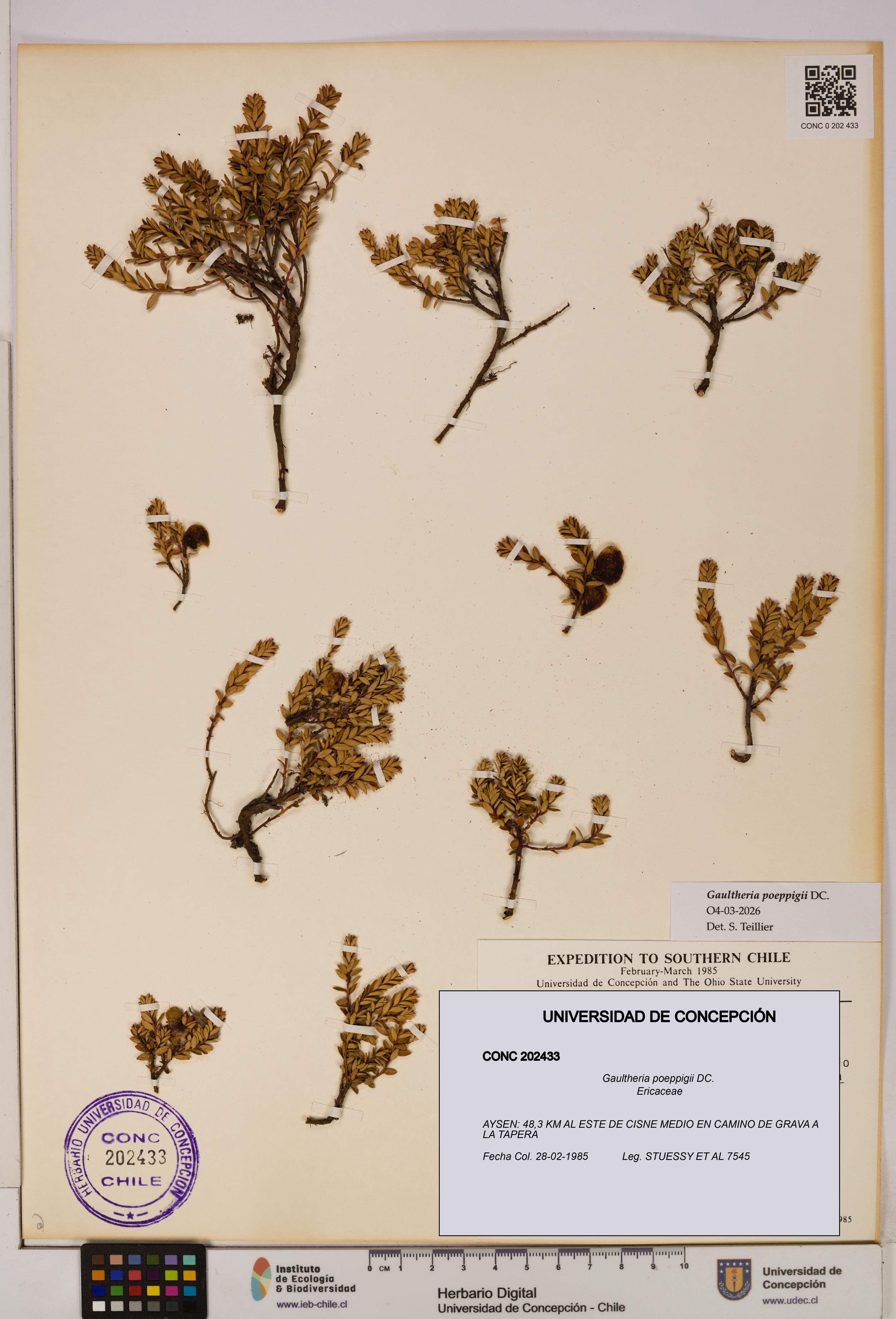 Gaultheria poeppigii [Espécimen: UDEC:CONC:0202433]