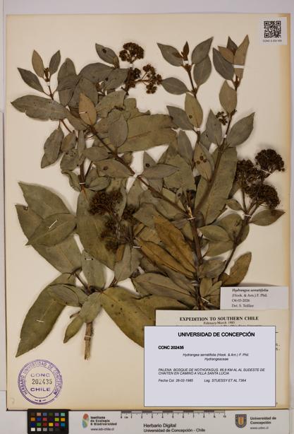 Hydrangea serratifolia [Espécimen: UDEC:CONC:0202435]