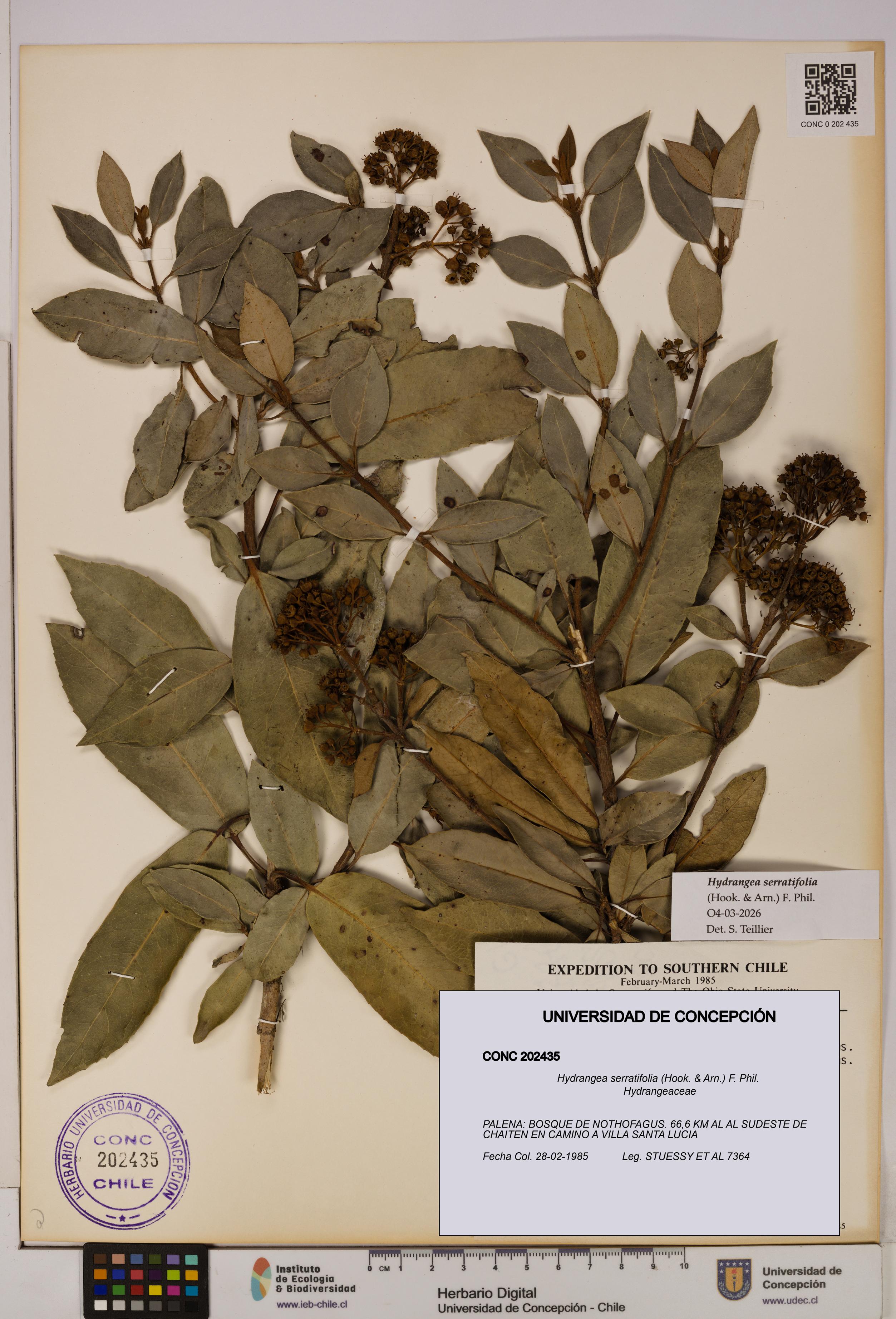 Hydrangea serratifolia [Espécimen: UDEC:CONC:0202435]