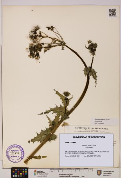 Sonchus asper [Espécimen: UDEC:CONC:0202438]