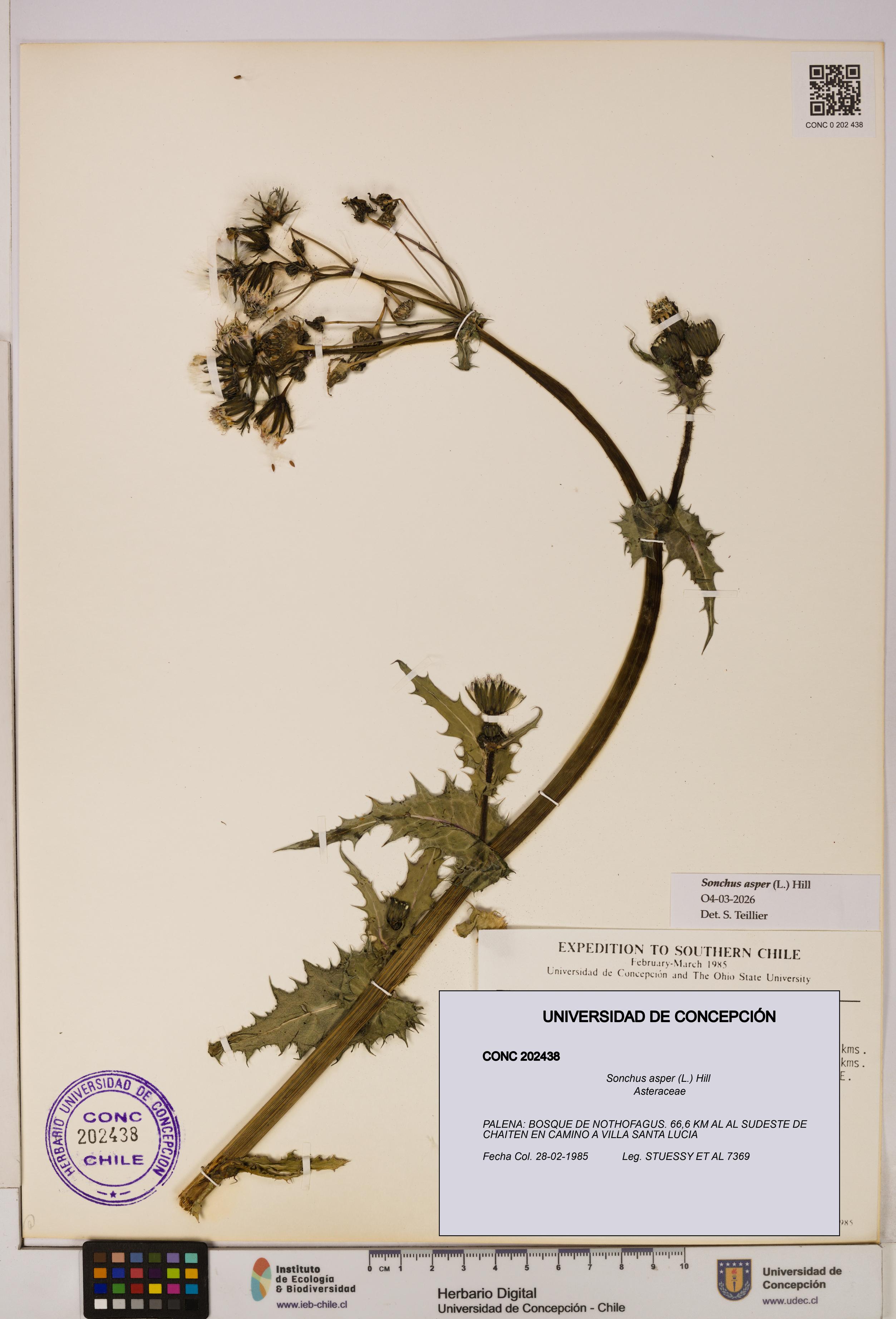 Sonchus asper [Espécimen: UDEC:CONC:0202438]