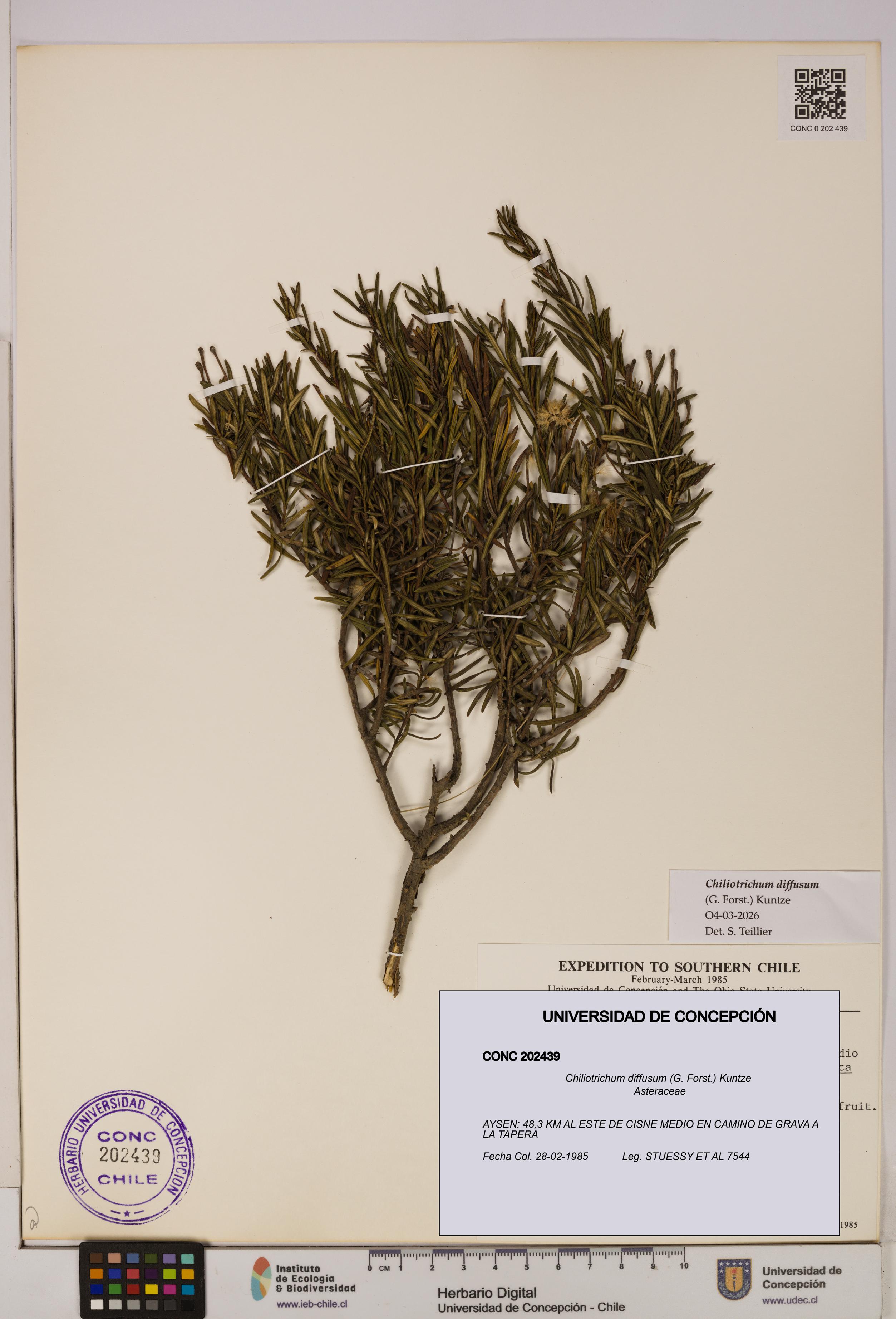 Chiliotrichum diffusum [Espécimen: UDEC:CONC:0202439]