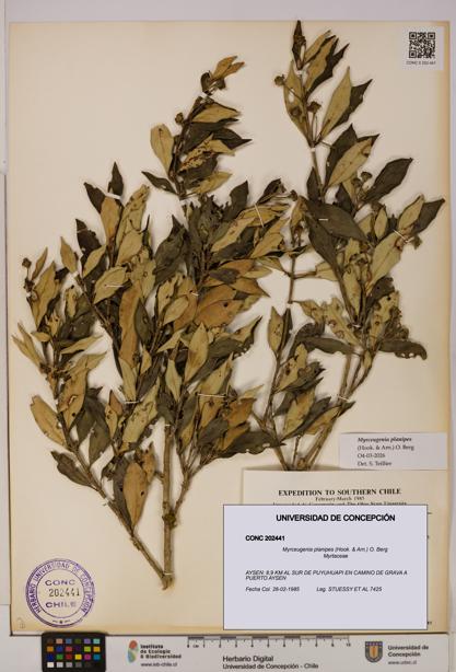 Myrceugenia planipes [Espécimen: UDEC:CONC:0202441]