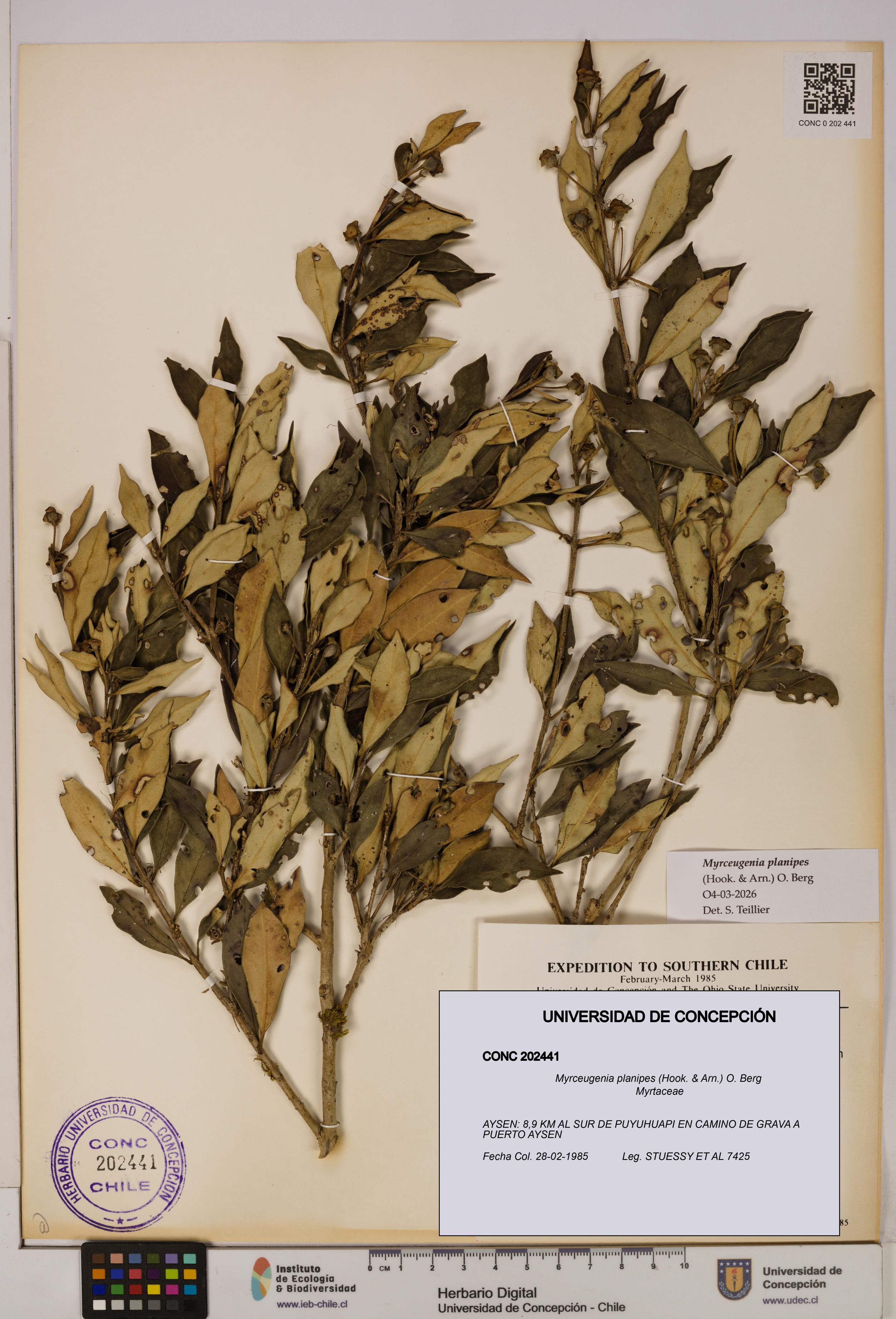 Myrceugenia planipes [Espécimen: UDEC:CONC:0202441]