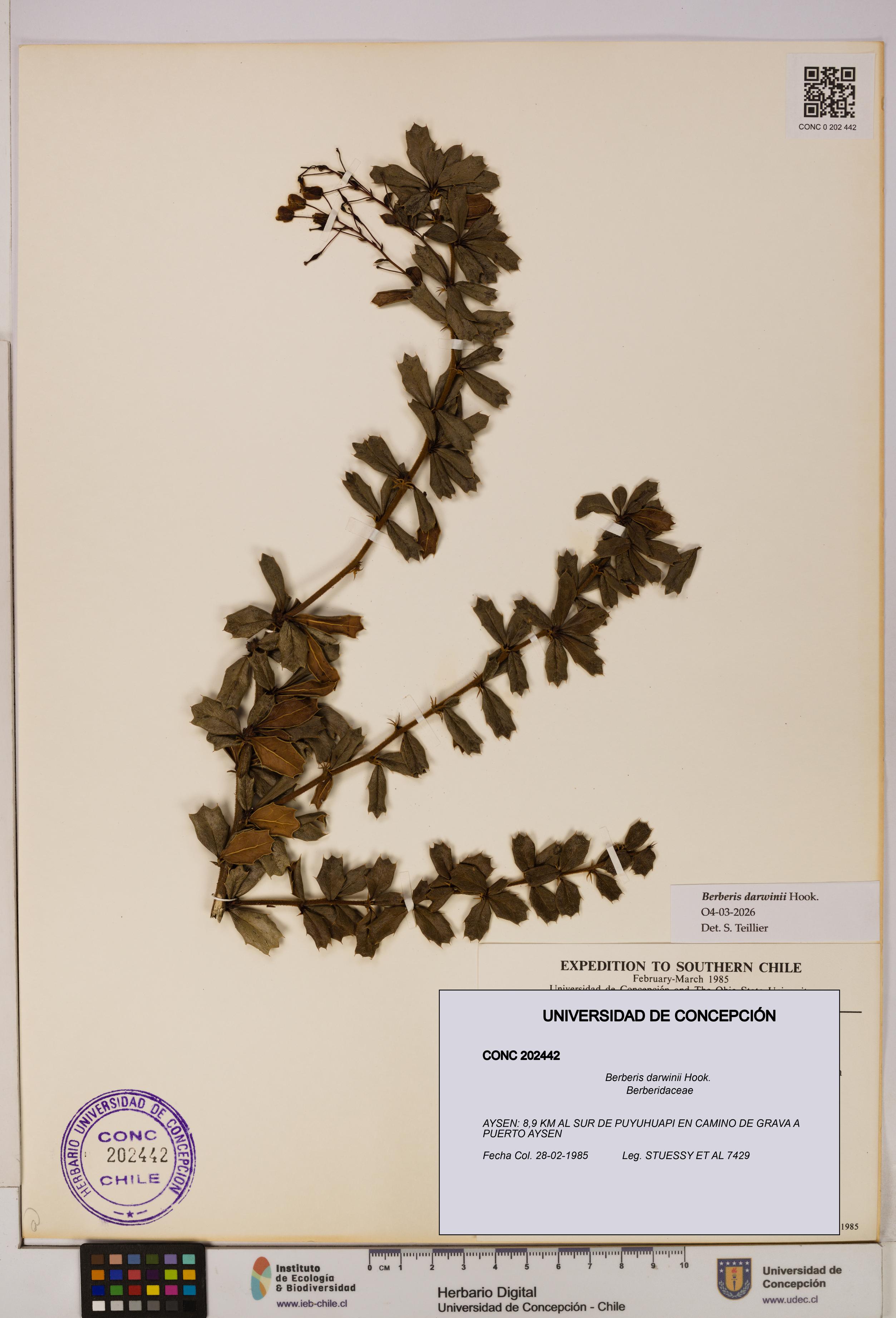 Berberis darwinii [Espécimen: UDEC:CONC:0202442]