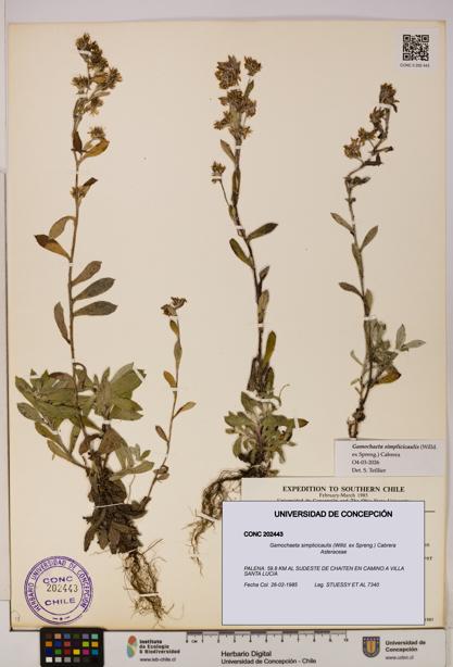 Gamochaeta simplicicaulis [Espécimen: UDEC:CONC:0202443]
