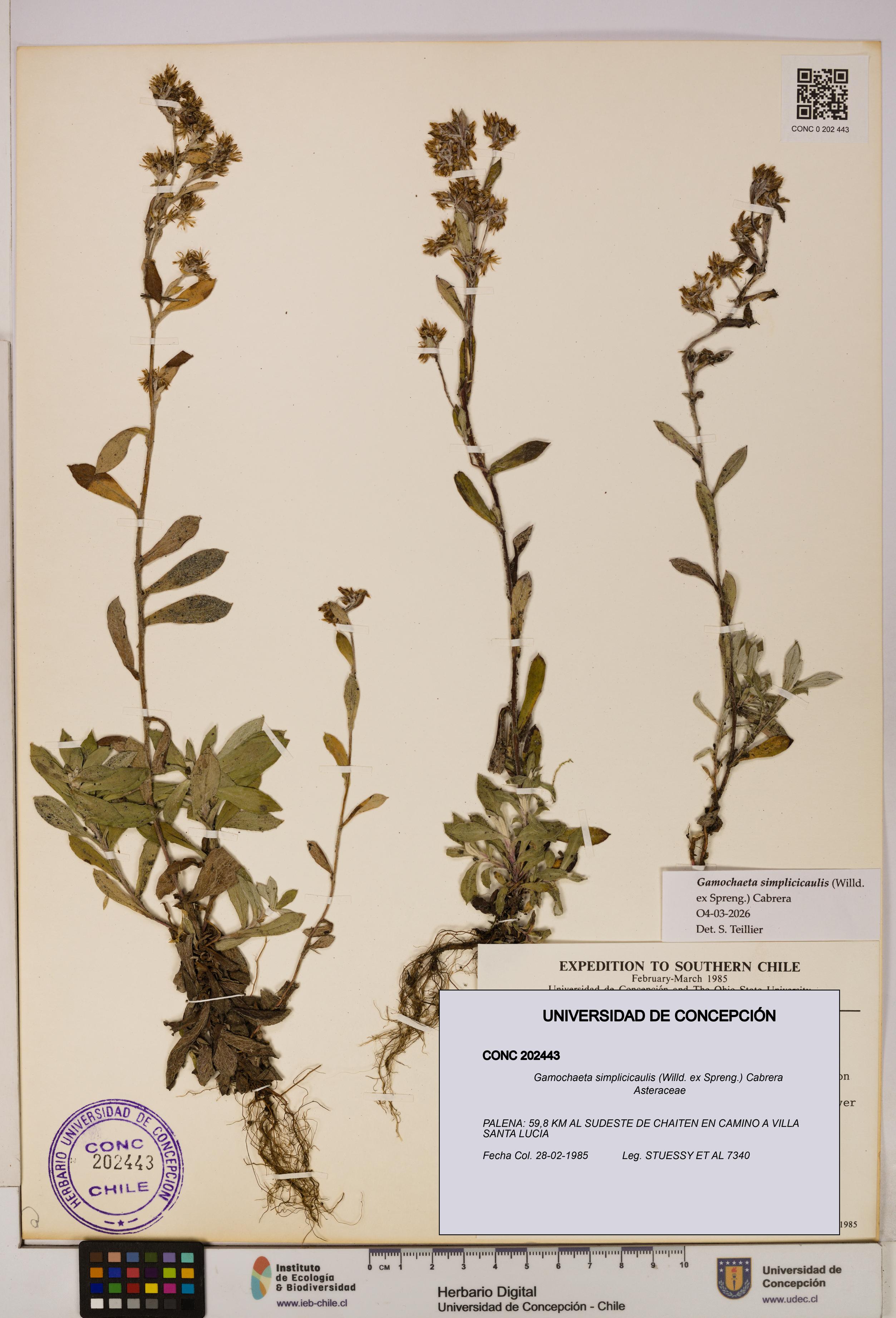 Gamochaeta simplicicaulis [Espécimen: UDEC:CONC:0202443]