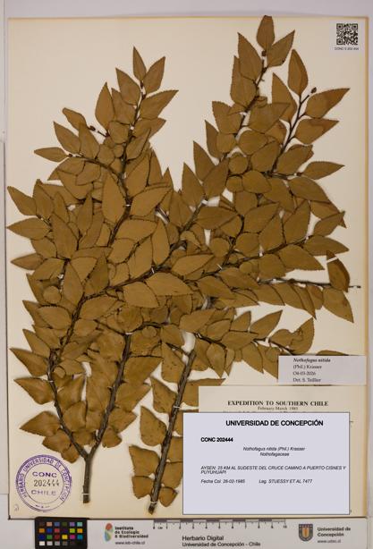 Nothofagus nitida [Espécimen: UDEC:CONC:0202444]