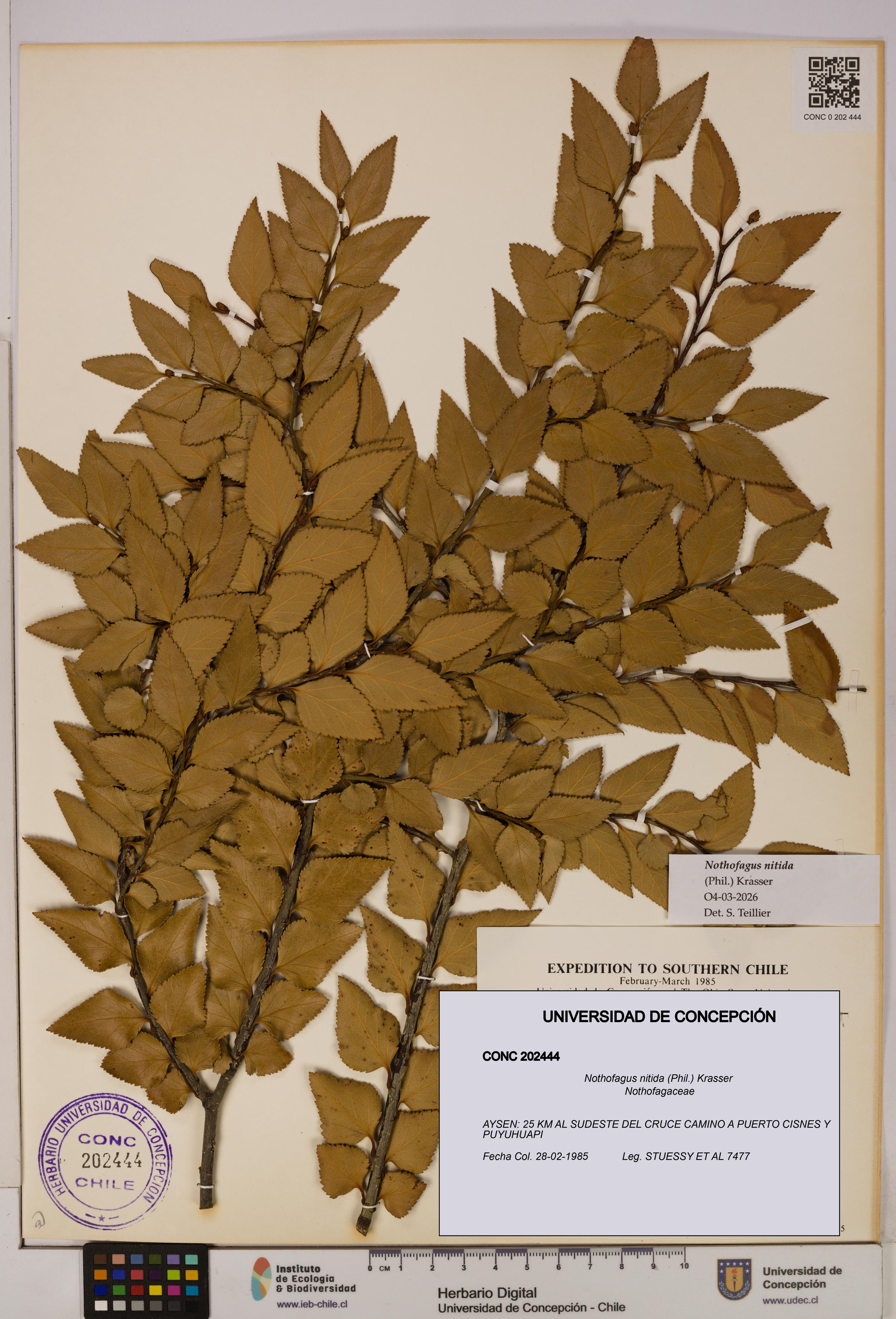Nothofagus nitida [Espécimen: UDEC:CONC:0202444]