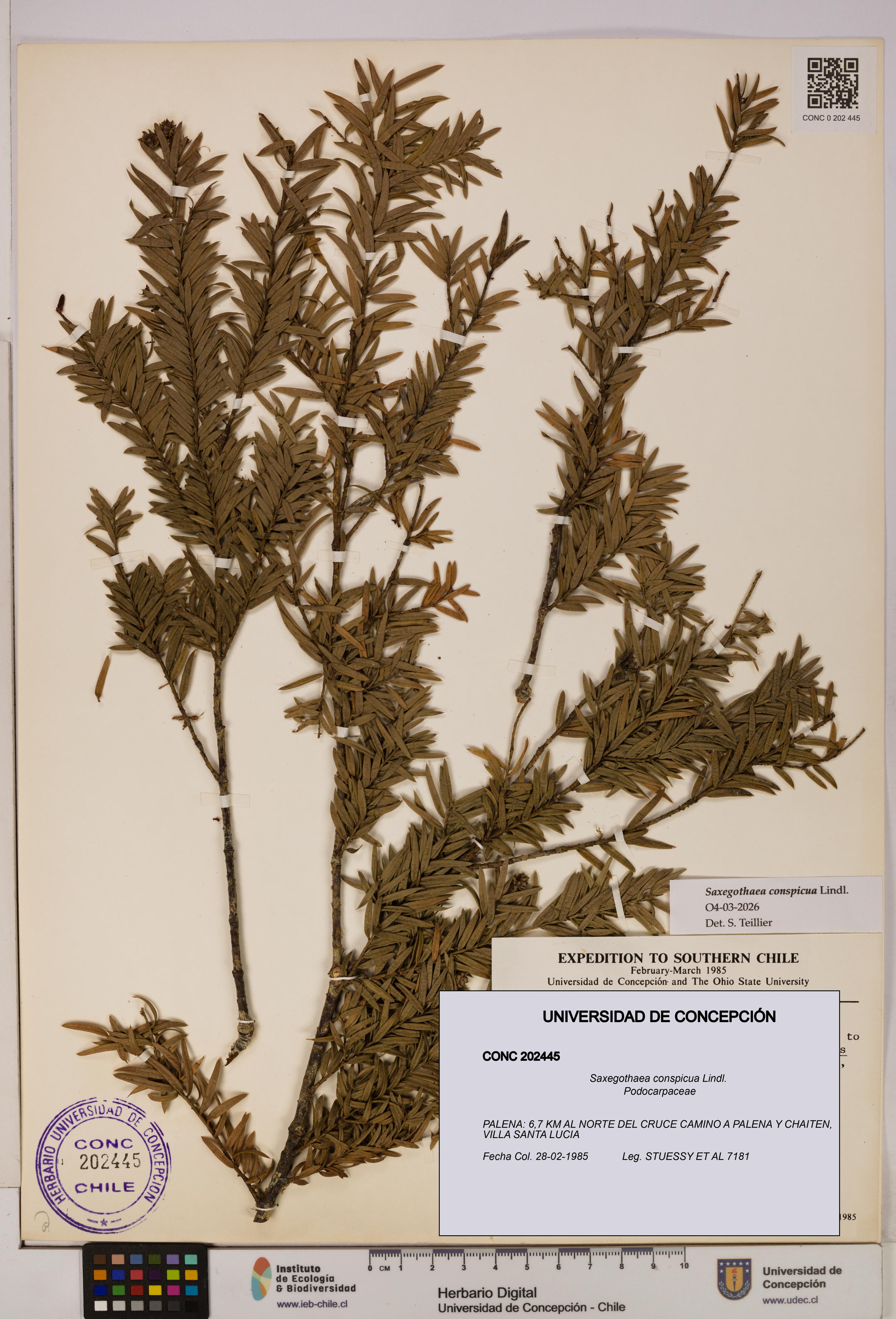 Saxegothaea conspicua [Espécimen: UDEC:CONC:0202445]