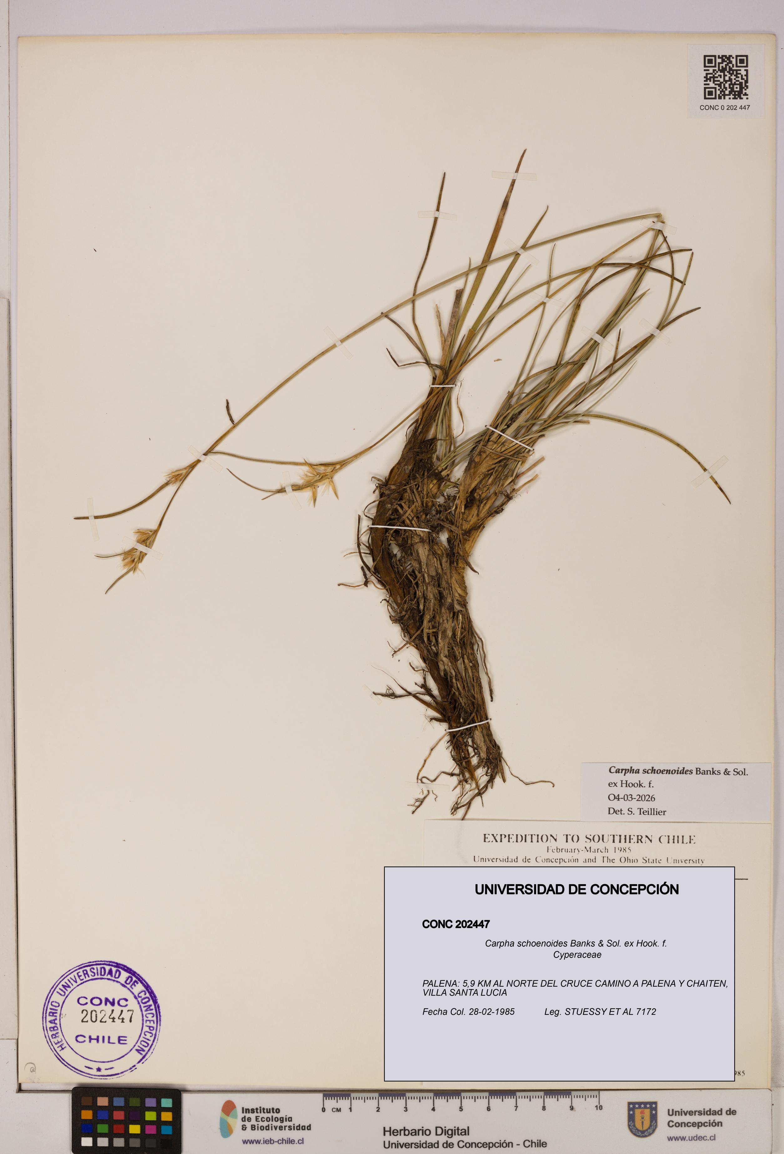 Carpha schoenoides [Espécimen: UDEC:CONC:0202447]