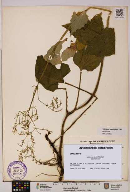 Valeriana lapathifolia [Espécimen: UDEC:CONC:0202449]