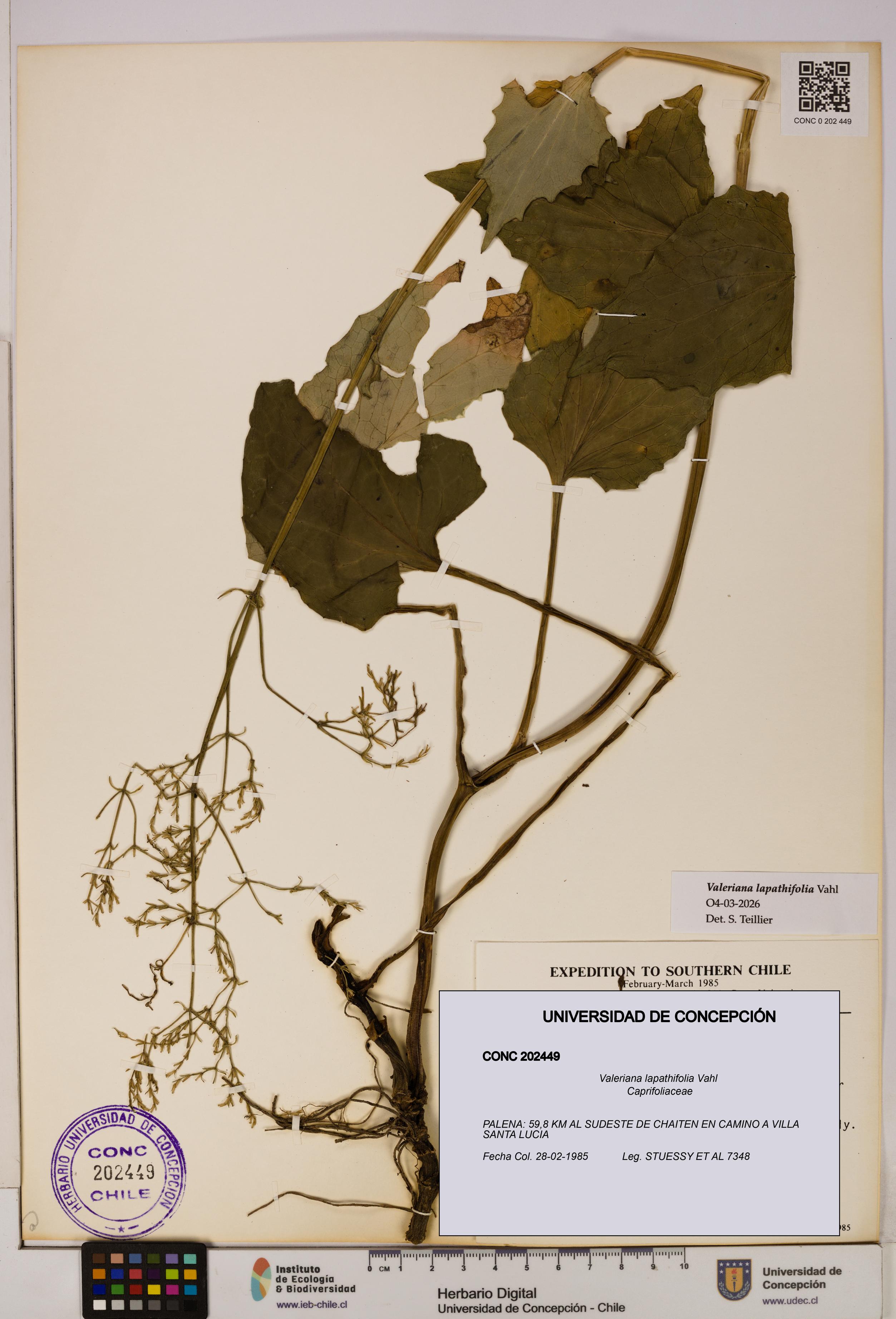 Valeriana lapathifolia [Espécimen: UDEC:CONC:0202449]