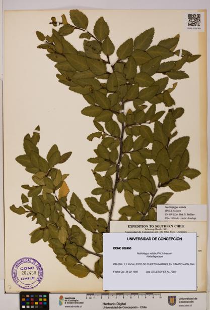 Nothofagus nitida [Espécimen: UDEC:CONC:0202450]