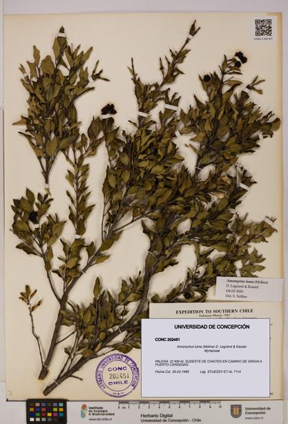 Amomyrtus luma [Espécimen: UDEC:CONC:0202451]