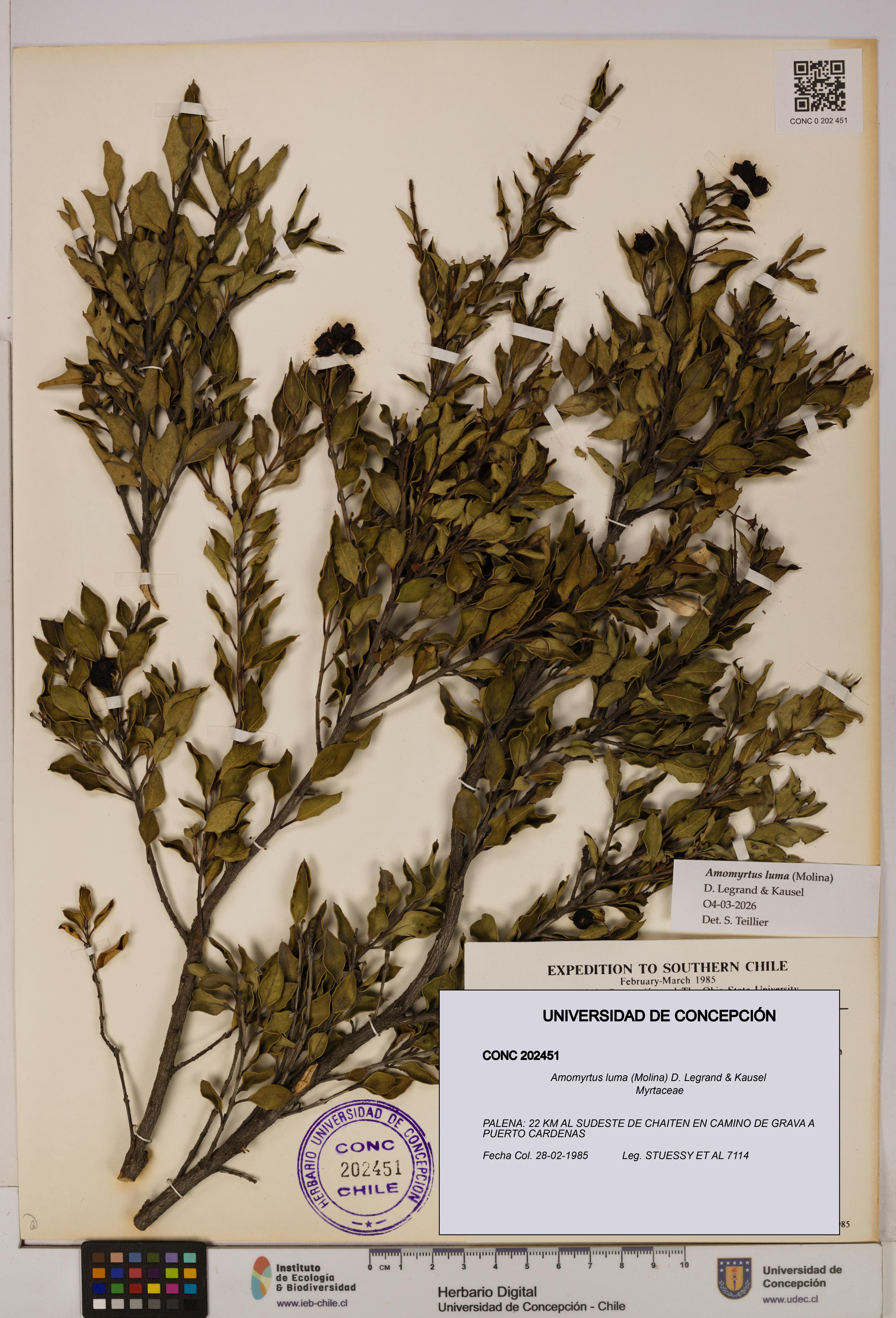 Amomyrtus luma [Espécimen: UDEC:CONC:0202451]