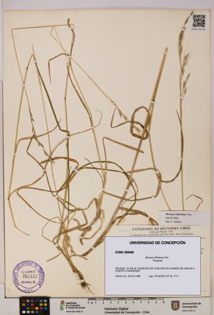 Bromus lithobius [Espécimen: UDEC:CONC:0202452]