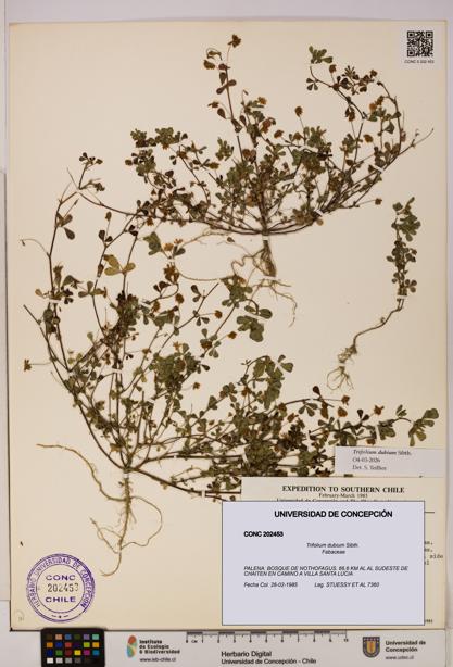 Trifolium dubium [Espécimen: UDEC:CONC:0202453]