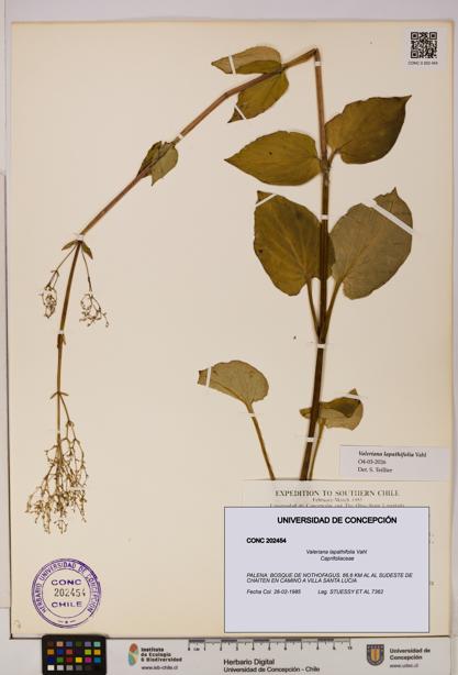 Valeriana lapathifolia [Espécimen: UDEC:CONC:0202454]